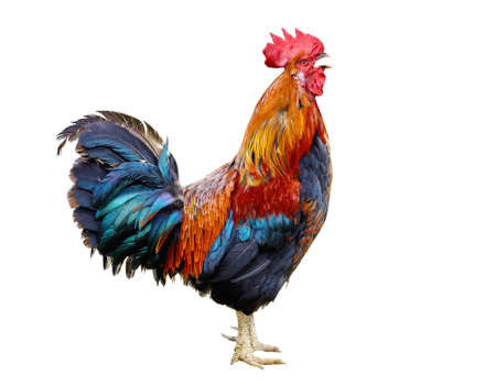 Colorful rooster isolated on white background Banco de Imagens