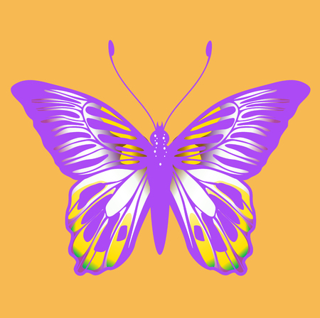 詳細な色鮮やかな蝶のイラスト。のイラスト素材・ベクター Image 6466961