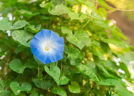 Close-up blooming morning glory blue heavenly flower on vine at backyard garden near dallas, texas, america. homegrown blossom ipomoea purpurea tricolor with lush foliage background