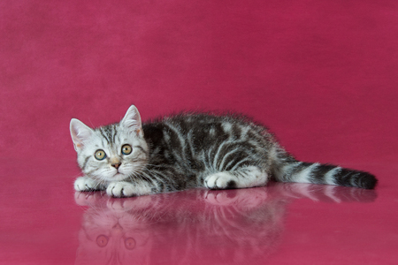 Tabby British Shorthair Kitten Britain Cat On Cherry Studio
