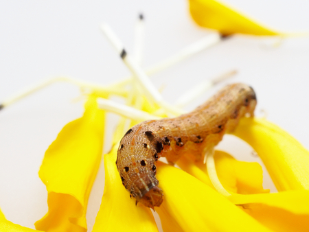 背景に黄マリーゴールドの花びらを食べる茶色と黒いワームまたは毛虫 の写真素材 画像素材 Image 背景に黄マリーゴールドの花びらを食べる茶色と黒いワームまたは毛虫 の写真素材 画像素材 Image