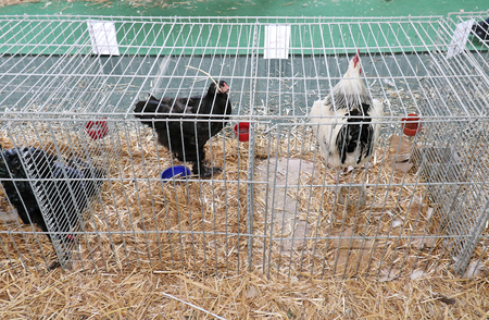 Chickens inside metal cages shown on agriculture fair standing on hay with water and food containers - 123376131