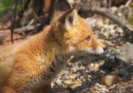 若いキツネ ミルウォーキー動物園の の写真素材 画像素材 Image