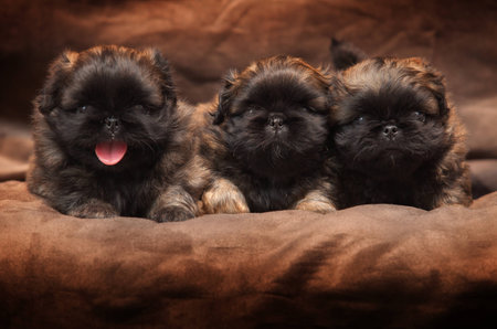 Bebe Mignon De Chien Pekinois Banque D Images Et Photos Libres De Droits Image Bebe Mignon De Chien Pekinois Banque D Images Et Photos Libres De Droits Image