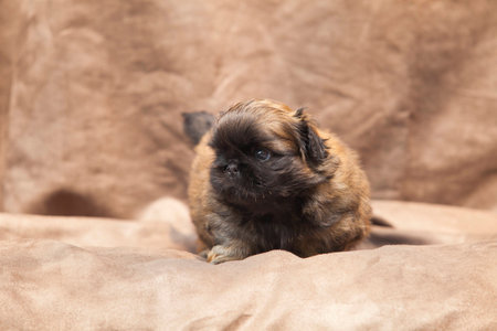 Bebe Mignon De Chien Pekinois Banque D Images Et Photos Libres De Droits Image Bebe Mignon De Chien Pekinois Banque D Images Et Photos Libres De Droits Image