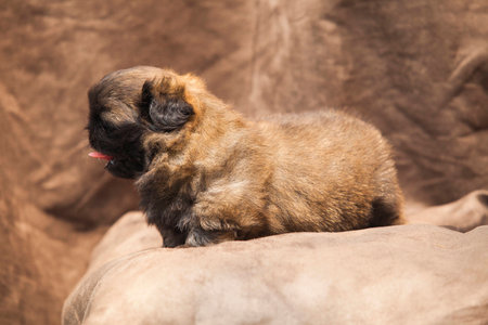 Bebe Mignon De Chien Pekinois Banque D Images Et Photos Libres De Droits Image Bebe Mignon De Chien Pekinois Banque D Images Et Photos Libres De Droits Image