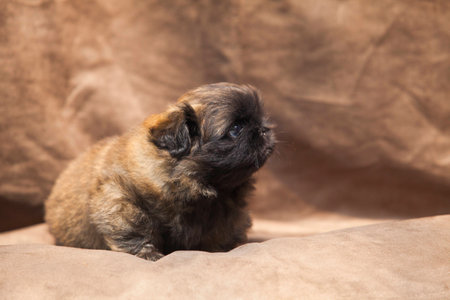 Bebe Mignon De Chien Pekinois Banque D Images Et Photos Libres De Droits Image Bebe Mignon De Chien Pekinois Banque D Images Et Photos Libres De Droits Image