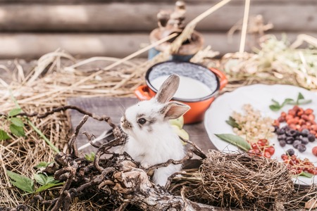 かわいい小さなふわふわウサギまたは板の赤と白のスグリのブラック 