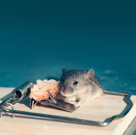 マーケティングと危機 かわいい家の灰色のマウスやラット げっ歯類の小動物 青い背景をぼかした写真を屋内で餌を持つ文字列ネズミ捕りに座って 自由 絶望のコンセプト の写真素材 画像素材 Image