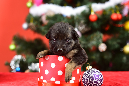 プレゼント ボックスのクリスマス ツリーにサンタの子犬 犬の年 ペット 赤の背景に動物 新しい年 かわいい子犬のギフト ボクシングの日と冬のクリスマス パーティー 犬の休日のお祝いの年 の写真素材 画像素材 Image