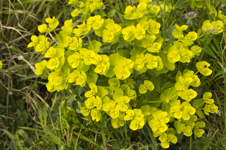 ユーフォルビア Cyparissias サイプレス トウダイグサ トウダイグサ属の植物の種であります 砂丘や草原 自然の生息地のタイプが含まれます の写真素材 画像素材 Image