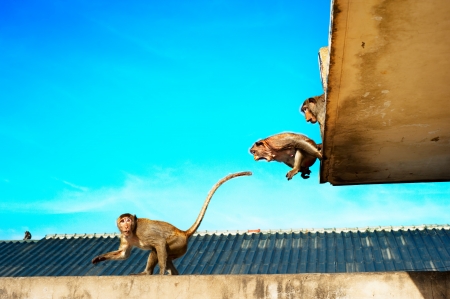 空飛ぶ猿 の写真素材 画像素材 Image