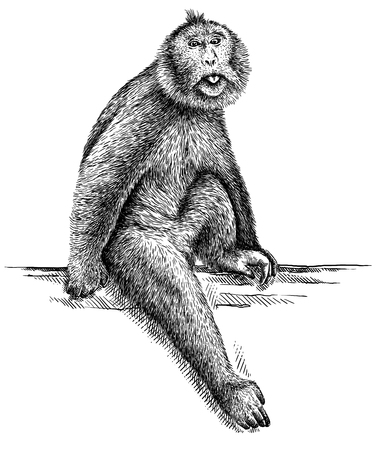 黒と白を刻む孤立したコアラのイラスト の写真素材 画像素材 Image 黒と白を刻む孤立したコアラのイラスト の写真素材 画像素材 Image