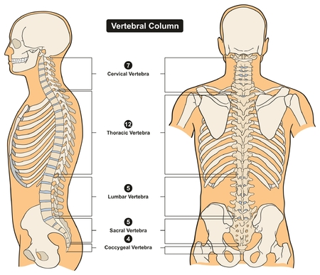 人間の体の解剖学の脊柱 Infograpic 図などすべて椎骨子宮頸胸