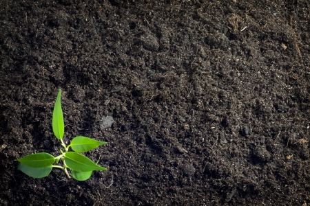 Soil and plant background - 13751510