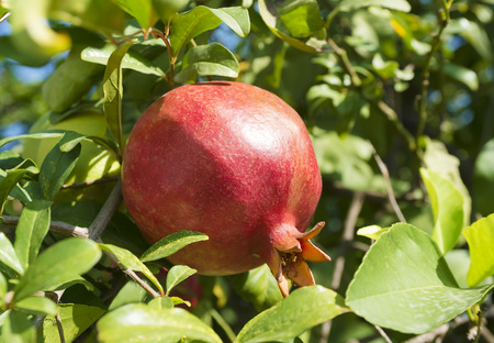 木に熟したザクロ 収穫の時間です 高齢者します ザクロのブッシュの枝を通して青い空 明るい果実背景 の写真素材 画像素材 Image 木に熟したザクロ 収穫の時間です 高齢者します ザクロのブッシュの枝を通して青い空 明るい果実背景 の写真素材 画像素材 Image