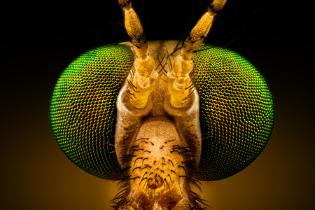compound eyes