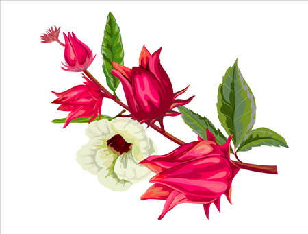 Ilustracja wektorowa owoców roselle