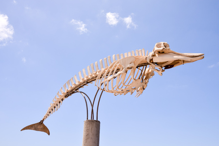 大型クジラの本物の骸骨。哺乳類の骨の骨格の写真素材・画像素材