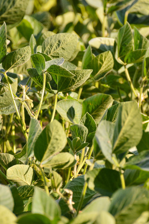 plant soy