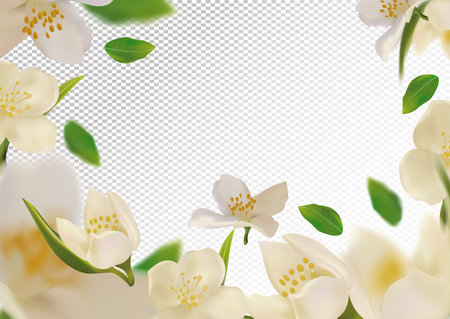 White Flower Jasmine With Green Leaf Blooming Jasmine Design Royalty Free Cliparts Vectors And Stock Illustration Image 154383971