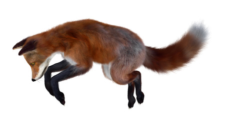 赤狐の獲物にジャンプ の写真素材 画像素材 Image