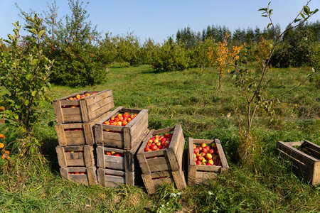 Ripe red apples in large wooden boxes during fruit picking day. Selective focus.