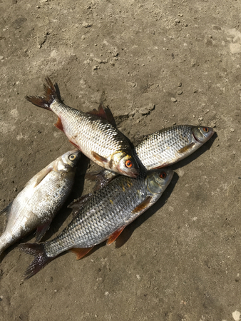 キャッチの川魚は 砂浜の海岸であります ローチ 鯛 スズキやナマズ 上からの眺め の写真素材 画像素材 Image キャッチの川魚は 砂浜の海岸であります ローチ 鯛 スズキやナマズ 上からの眺め の写真素材 画像素材 Image