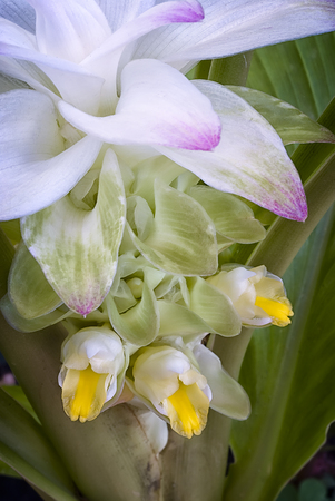 食用ターメリック ウコン の真花 の写真素材 画像素材 Image 食用ターメリック ウコン の真花 の写真素材 画像素材 Image