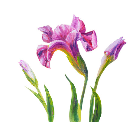 Irises isolated on white oil painting on canvas Фото со стока