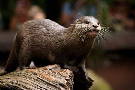 10 570 Loutre Imagenes Y Fotos 123rf 10 570 Loutre Imagenes Y Fotos 123rf