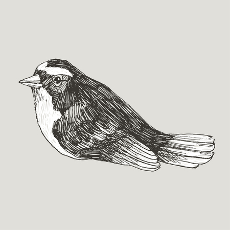 鳥雀の鉛筆スケッチ図のイラスト素材・ベクター Image 39077392