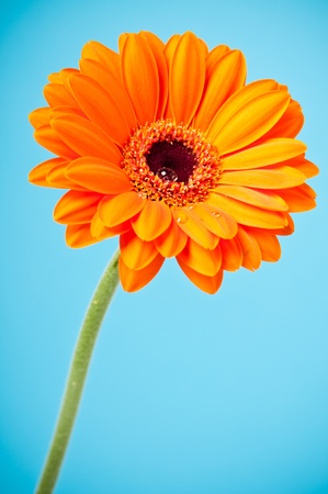 青色の背景にオレンジ デイジー ガーベラの花 の写真素材 画像素材 Image