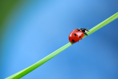 夏の日の緑の葉に小さな黒い虫 の写真素材 画像素材 Image