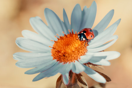 【1点もの】Ladybird 花と葉とてんとう虫 ビーズリング 今月のマザーグース | 幼児・子どもの英語教室なら，50年を