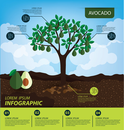Avocado, infographics. fruits vector illustration.