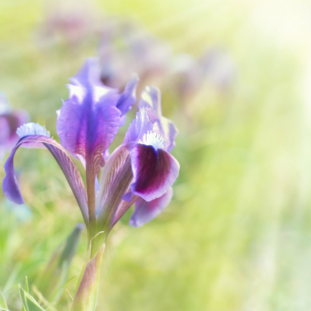 Sun flower: Iris Blume auf dem grünen Rasen über Sonnenstrahlen Lizenzfreie Bilder