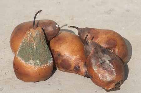 カビの生えた腐った茶色冬梨のクローズ アップ の写真素材 画像素材 Image カビの生えた腐った茶色冬梨のクローズ アップ の写真素材 画像素材 Image
