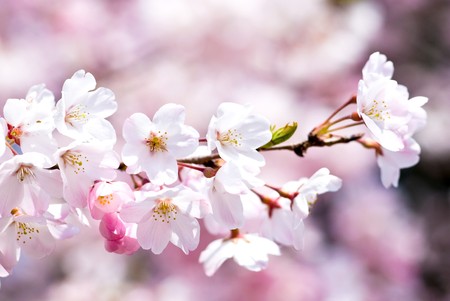 Full blossoming Yoshino cherry blossom