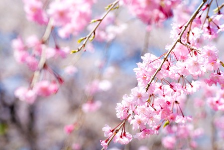 Pink drooping cherry blossoms called Yae-beni-shidare bloom - 8012994