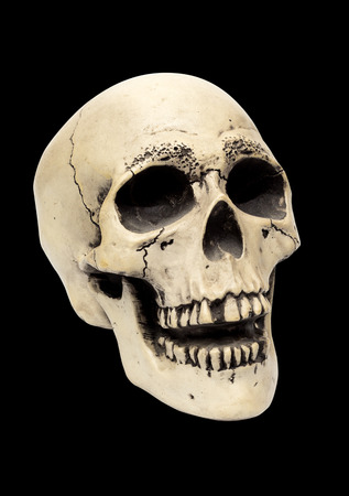 realistic model of a human skull with teeth 3 4 view isolated