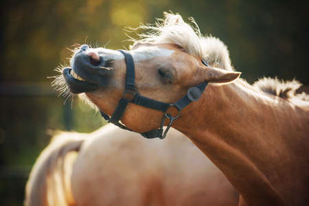 Funny humorous beautiful horse shakes the dust off his head with his eyes closed on a sunny day. neighing of a horse. livestock. Banco de Imagens