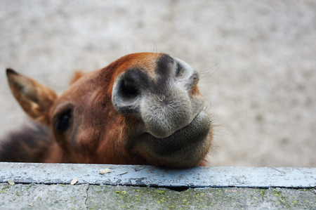 面白い 幸せな馬の笑顔 の写真素材 画像素材 Image
