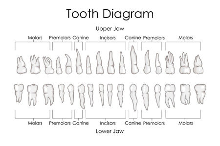 internal medicine dentistry stock photos royalty free internal teeth shading chart