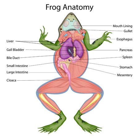 anatomy of a frog