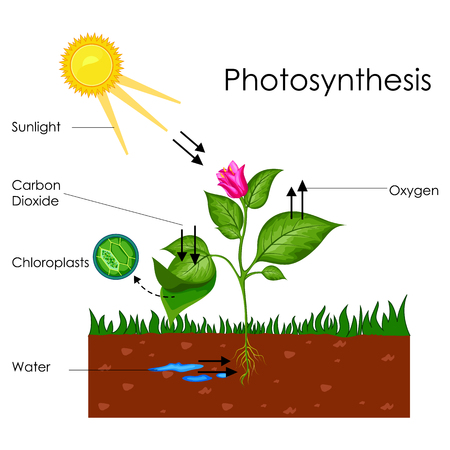 photosynthesis process diagram Photosynthesis converts light energy into the chemical energy of sugars and other organic compounds this process consists of a series of chemical reactions that. photosynthesis process diagram Photosynthesis converts light energy into the chemical energy of sugars and other organic compounds this process consists of a series of chemical reactions that.