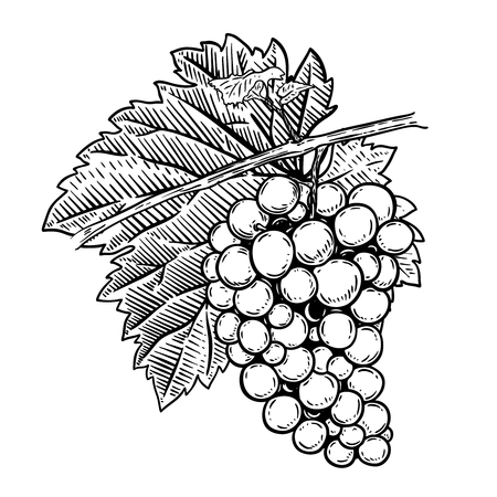 手には ぶどうのイラストが描かれました ポスター メニューのバナー メニューのデザイン要素です ベクトル図 のイラスト素材 ベクタ Image 手には ぶどうのイラストが描かれました ポスター メニューのバナー メニューのデザイン要素です ベクトル図 のイラスト素材 ベクタ Image