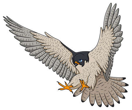 380 ハヤブサ のイラスト素材 ベクター 123rf