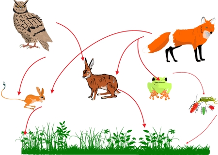 自然イラストの食物連鎖生物円 のイラスト素材 ベクタ Image