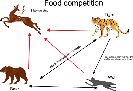北の自然の生態系のイラスト 食物連鎖と動物の間での相互接続 のイラスト素材 ベクタ Image 4355